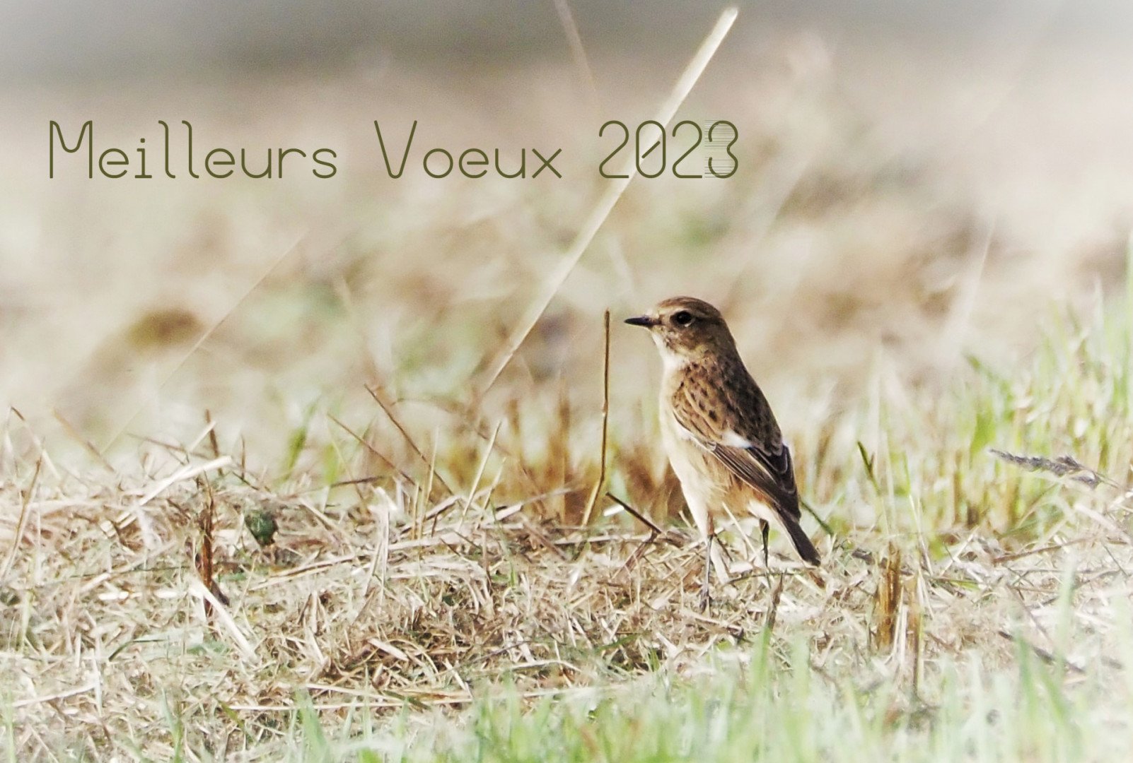 Meilleurs-voeux-2023.jpg
