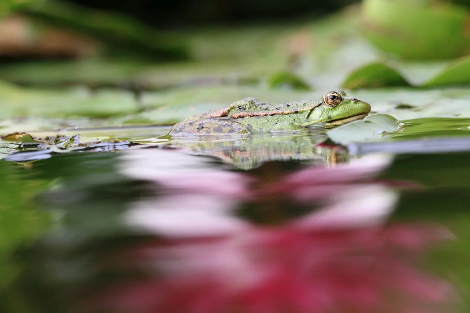 Grenouille-et-nénuphar.JPG