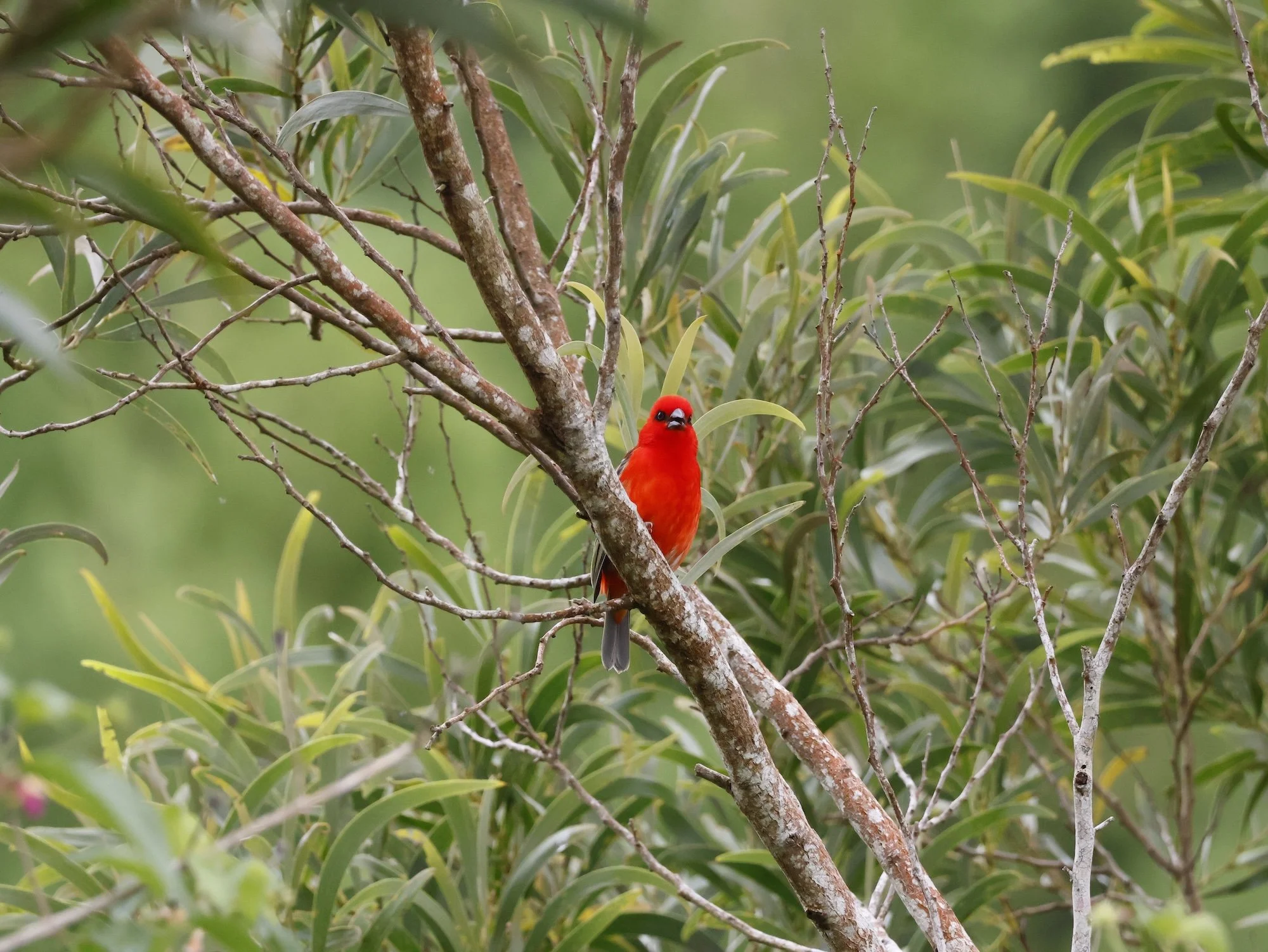 JP - Cardinal 1.JPG