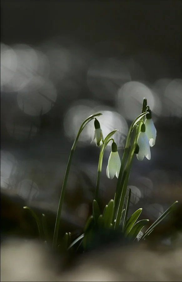 Ombre-et-lumière_li.jpg