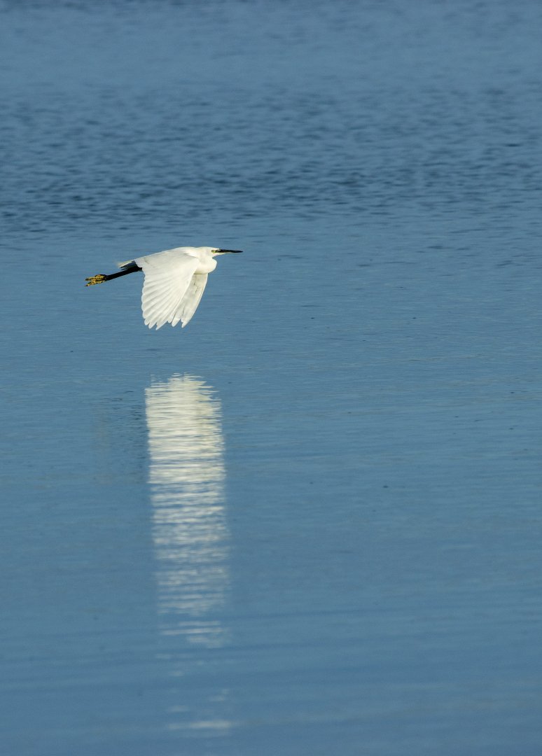 Laurent-D-expo-1-Aigrette-en-vol-et-reflet.jpg