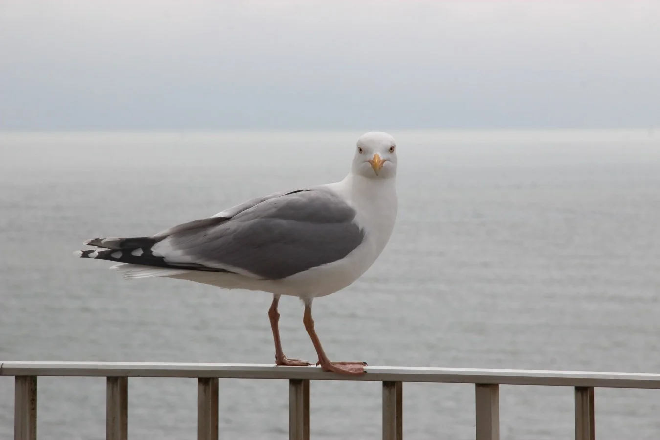 Mouette-Bauloise.jpg