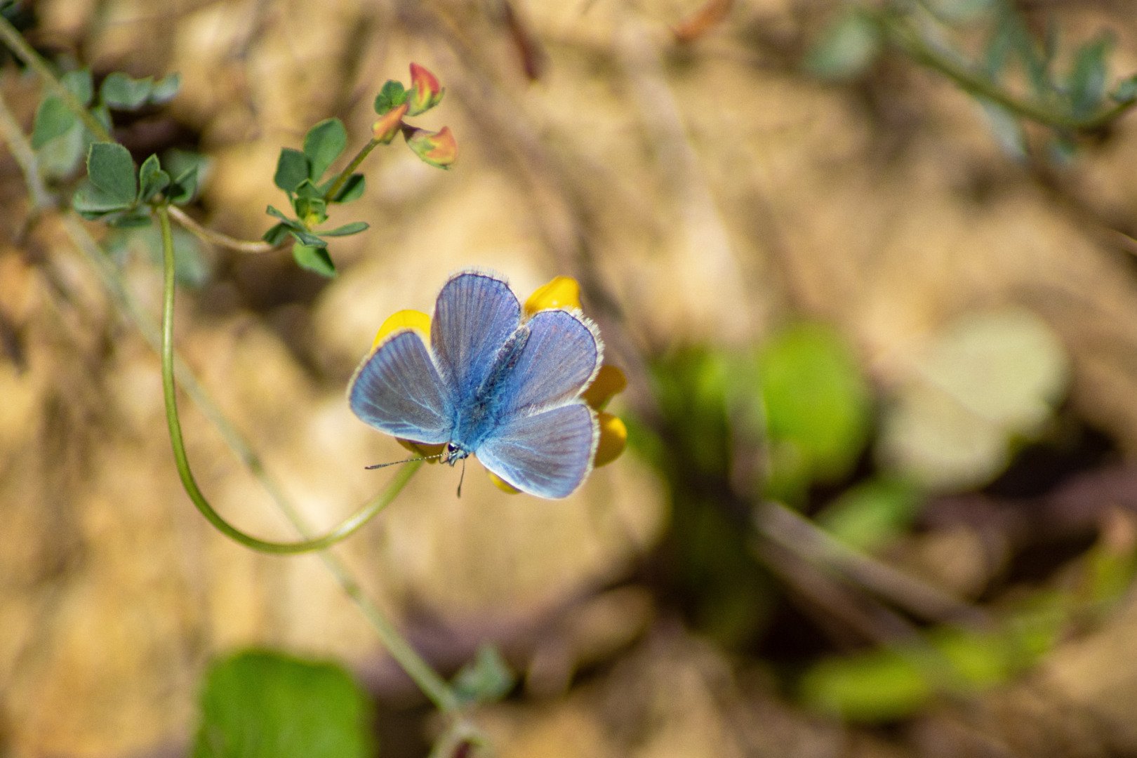 P-D-09_23-14-Azure-de-nerpruns.jpg