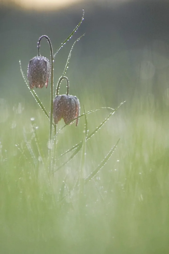 Fritillaires-2019-9.JPG