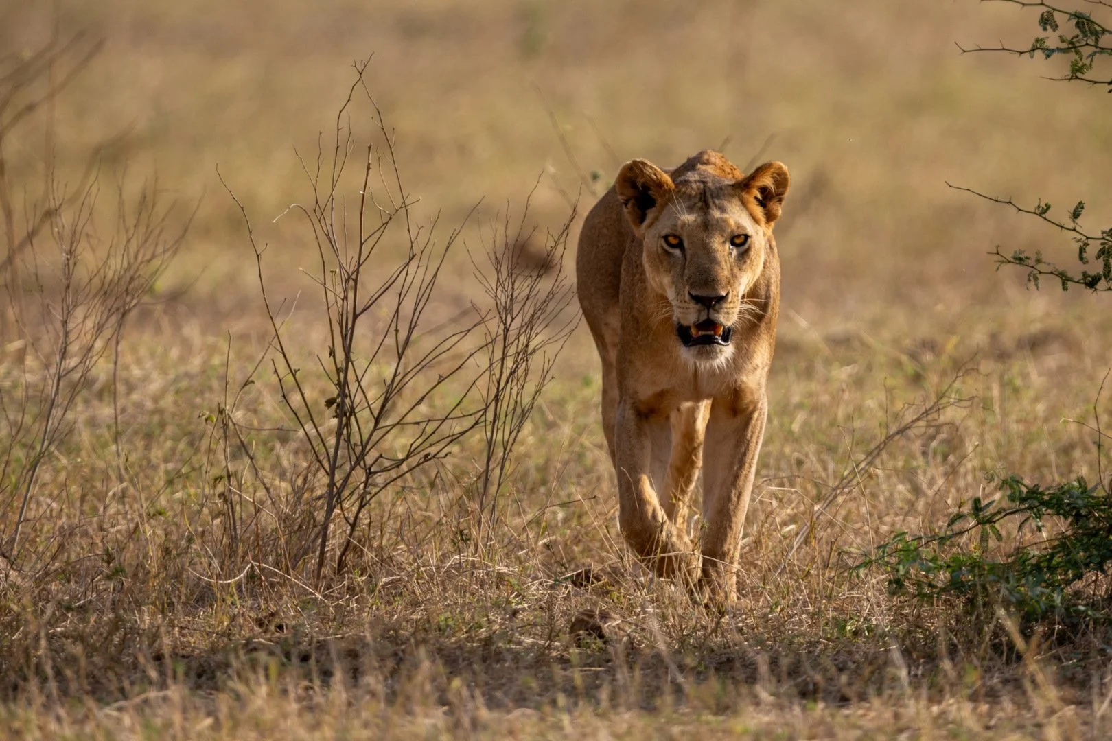 RG_1024_Lion5.jpg