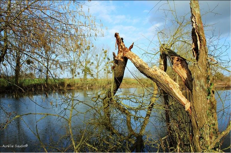 Promenade dans les bois