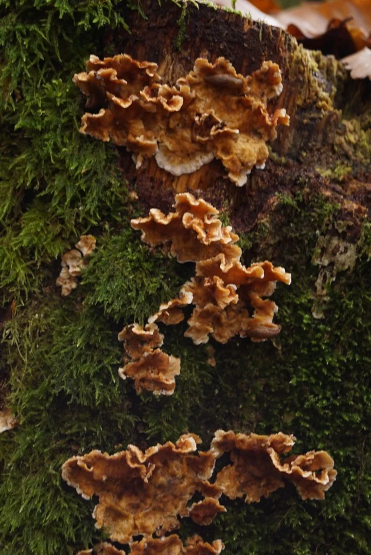 Cueillette-dautomne-8.JPG