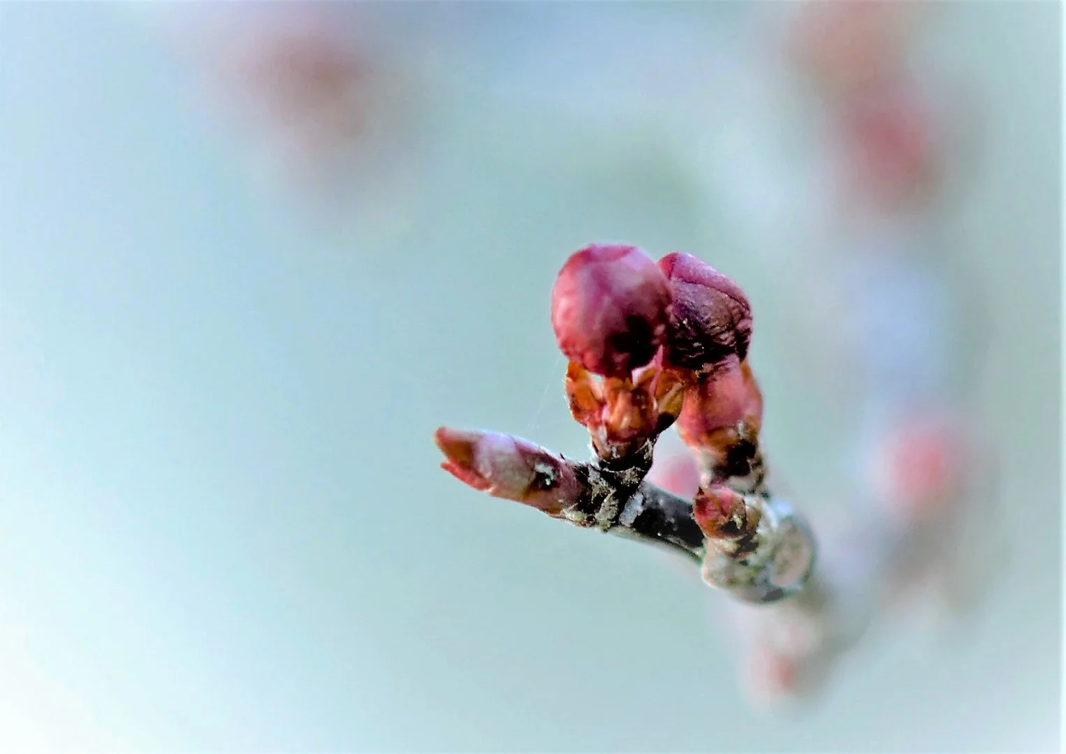 Secret-de-Prunus.jpg