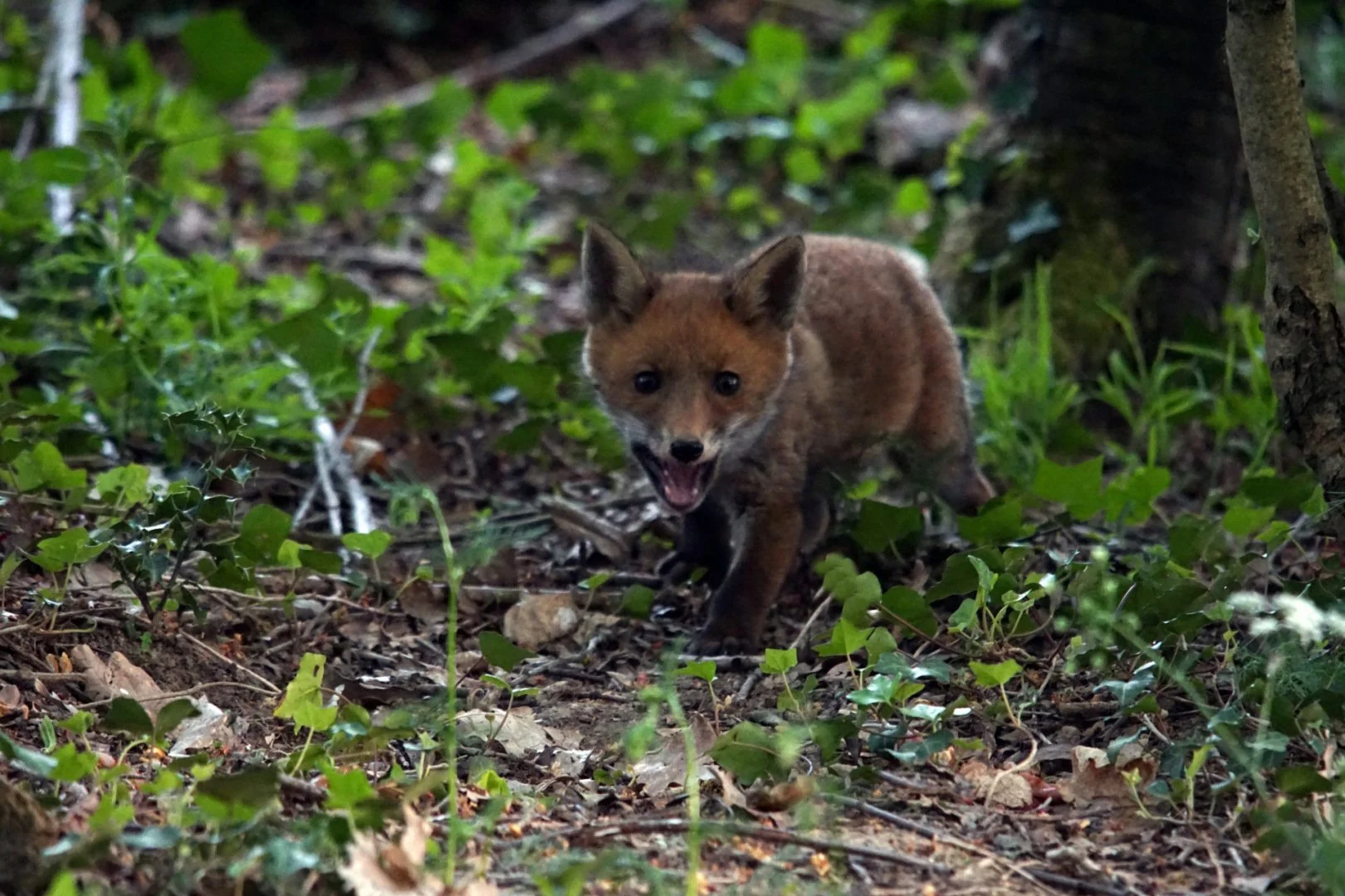 Renard-10.jpg