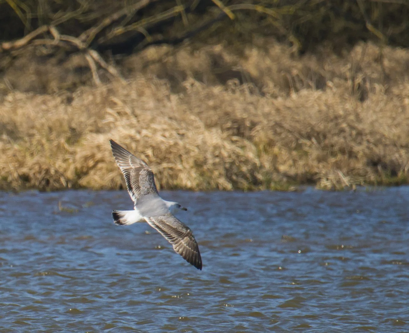 Mouette_Rieuse_En_Vol_03_F6_3_1-2000sec_800Iso_600mm.jpg