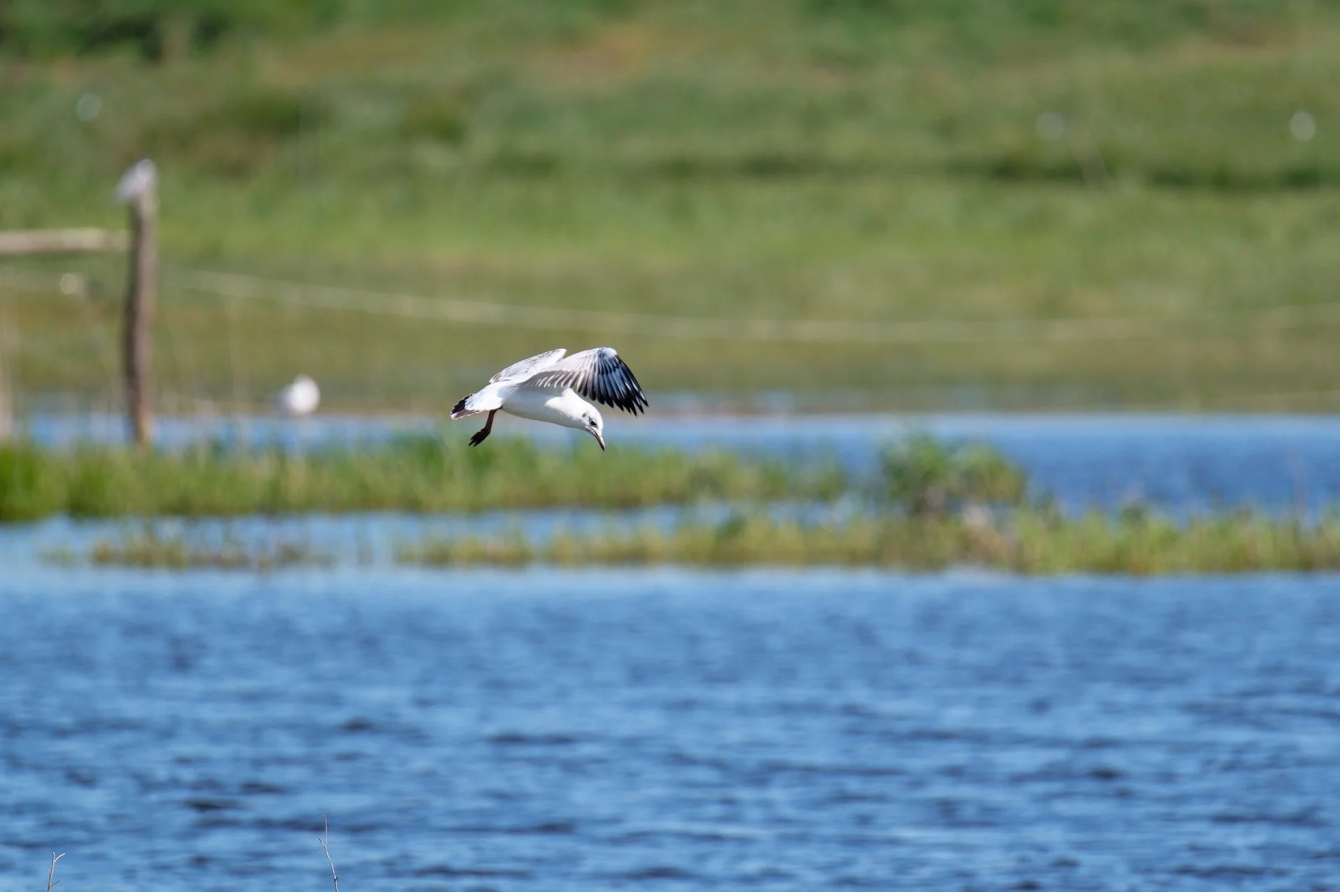 Mouette_Rieuse.jpg