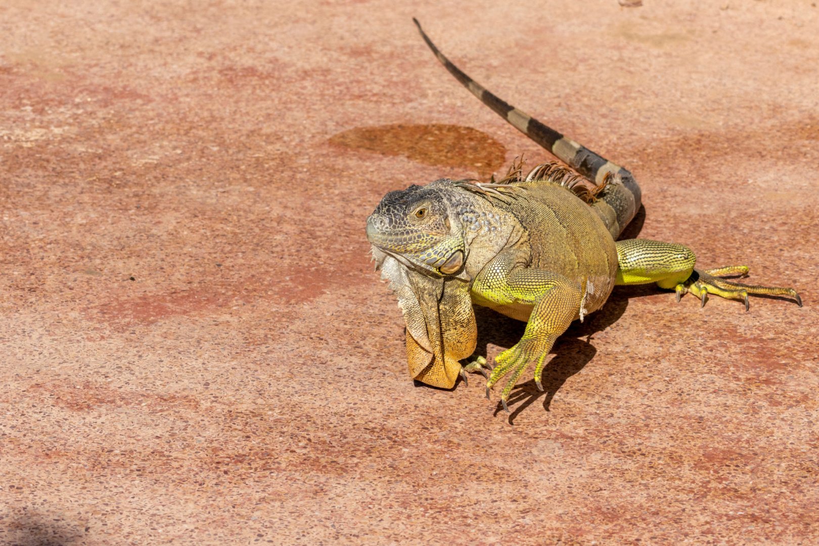 CB1023-Iguane.jpg