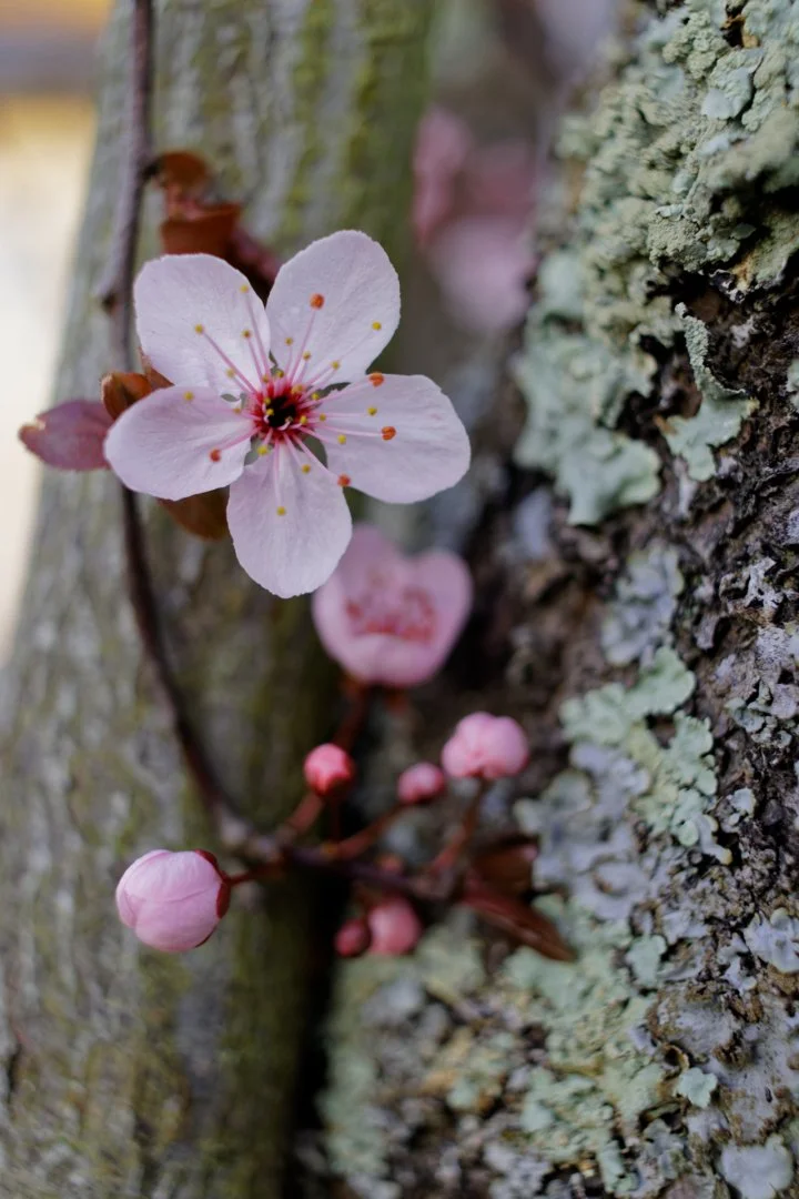 Fleurs-Et-Bourgeons.jpg