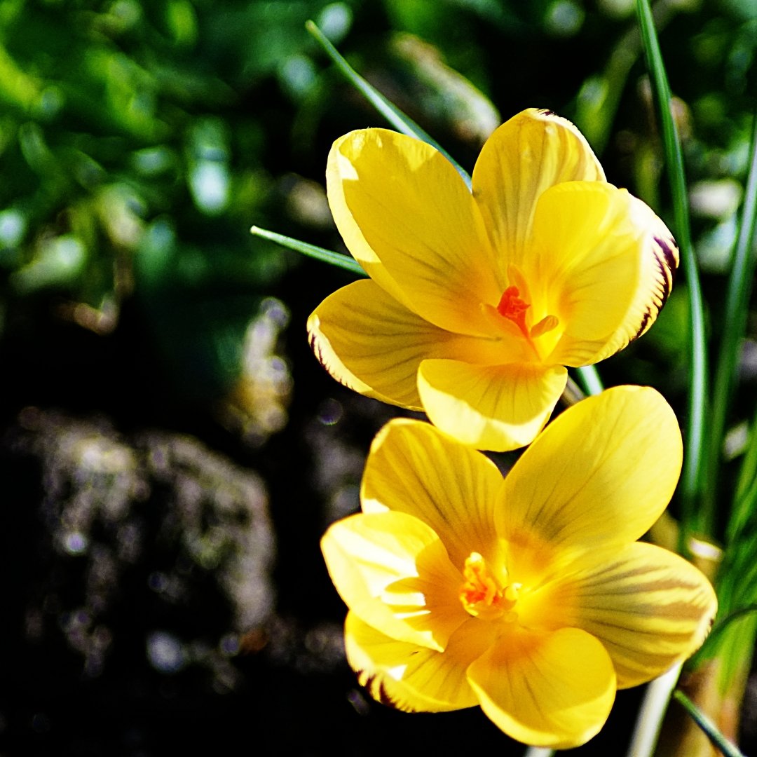 Crocus.jpg