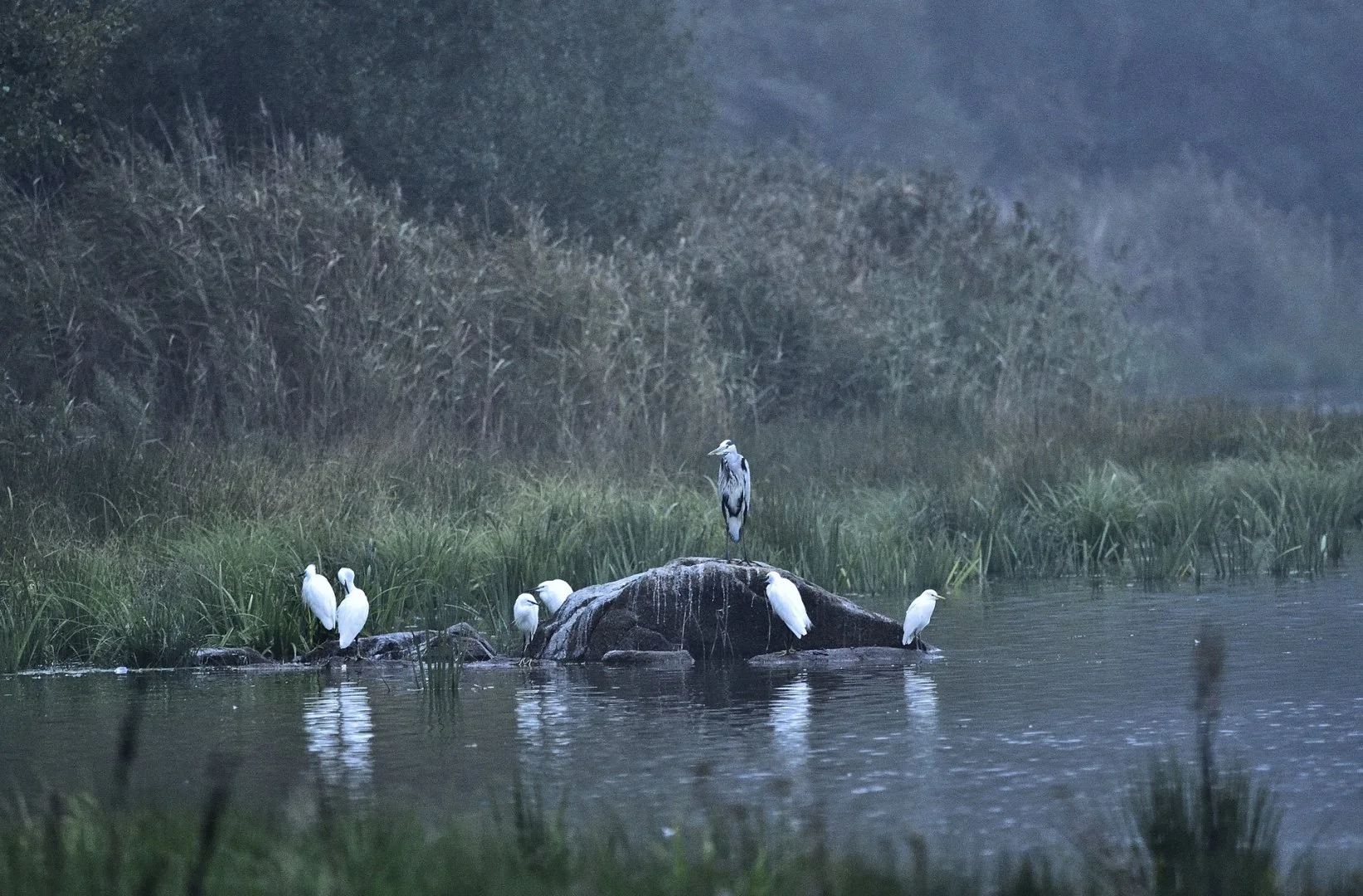 8.R.P.2021.10-Famille-de-herons.jpg