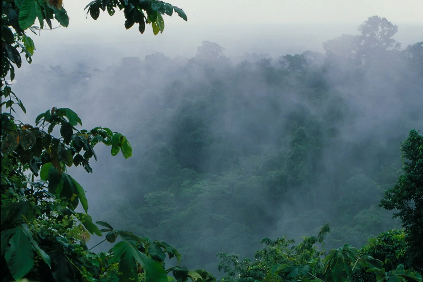 Brume-après-une-averse-tropicale.jpg