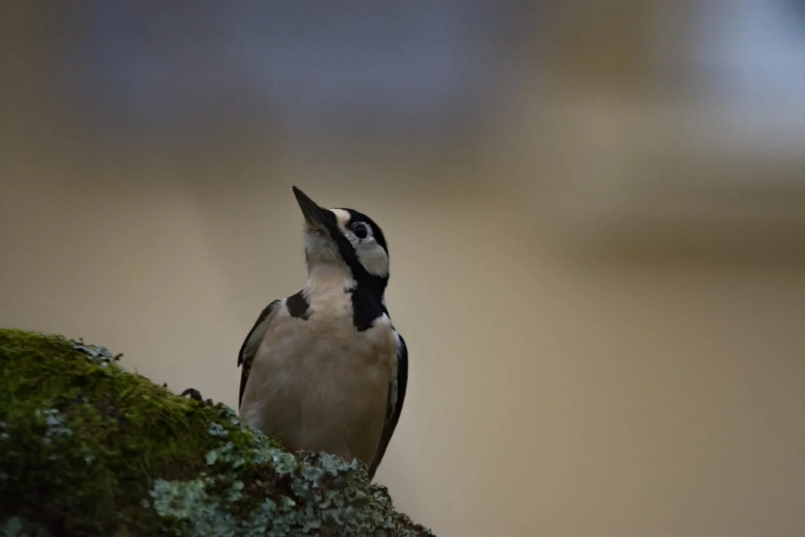 BH12.2021.03-iso1008-F6.3-1.200sec-600-mm.jpg