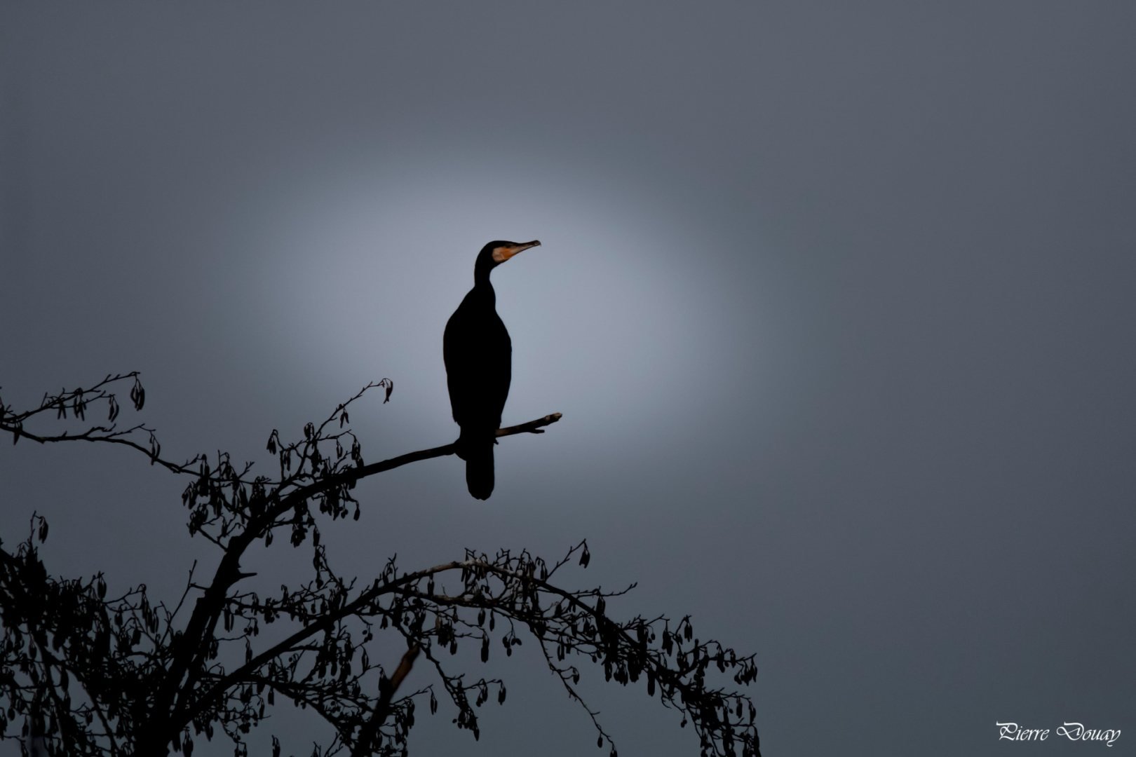 P-D-12-24-14-Cormoran_2.jpg