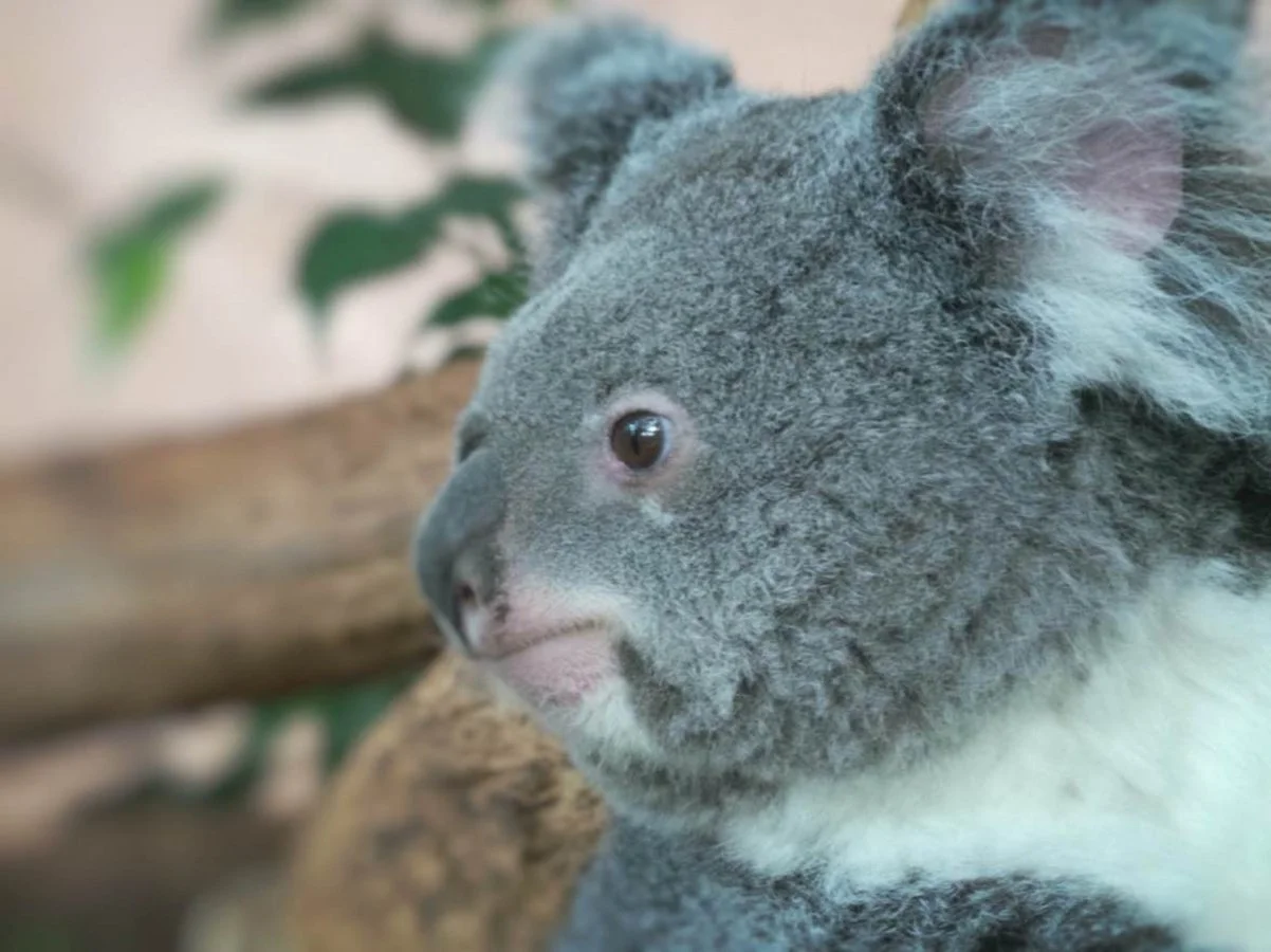 Le-koala.jpg