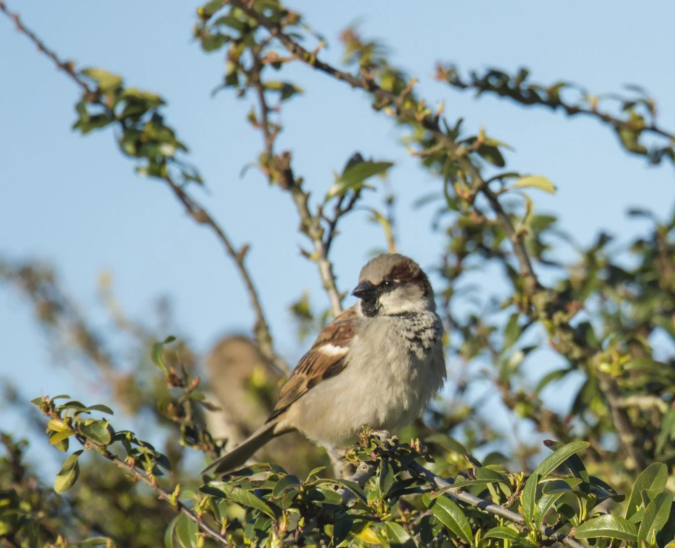 Moineau_06_F6_3_1-1000sec_800Iso_600mm.jpg