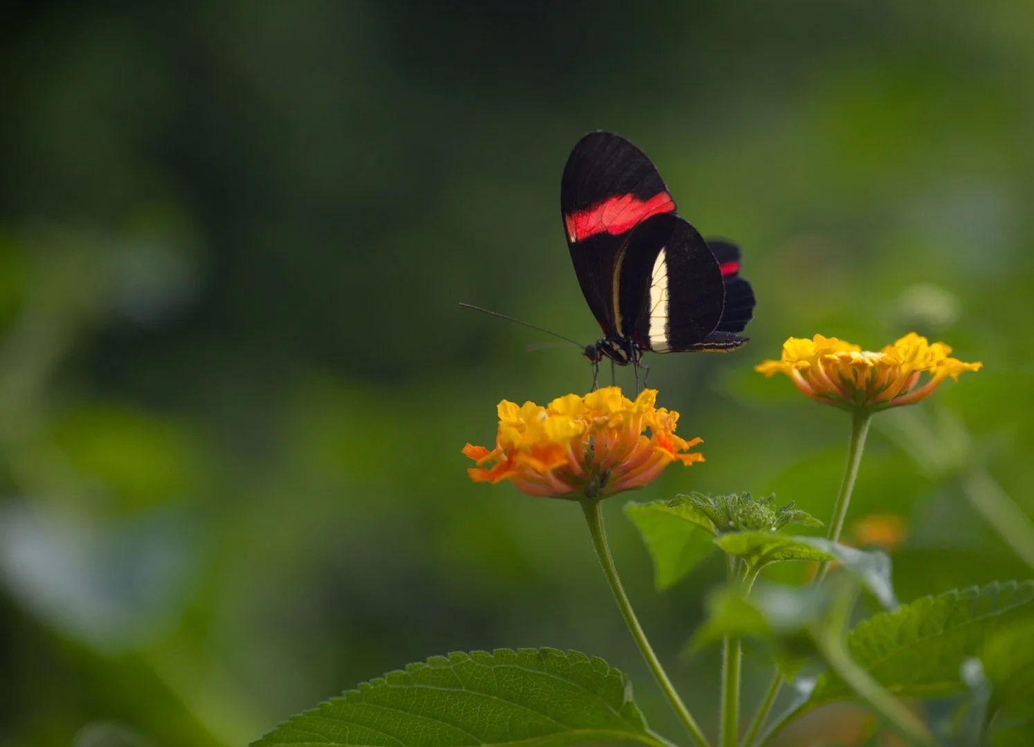 Papillon_Heliconius_Melopmene.jpg