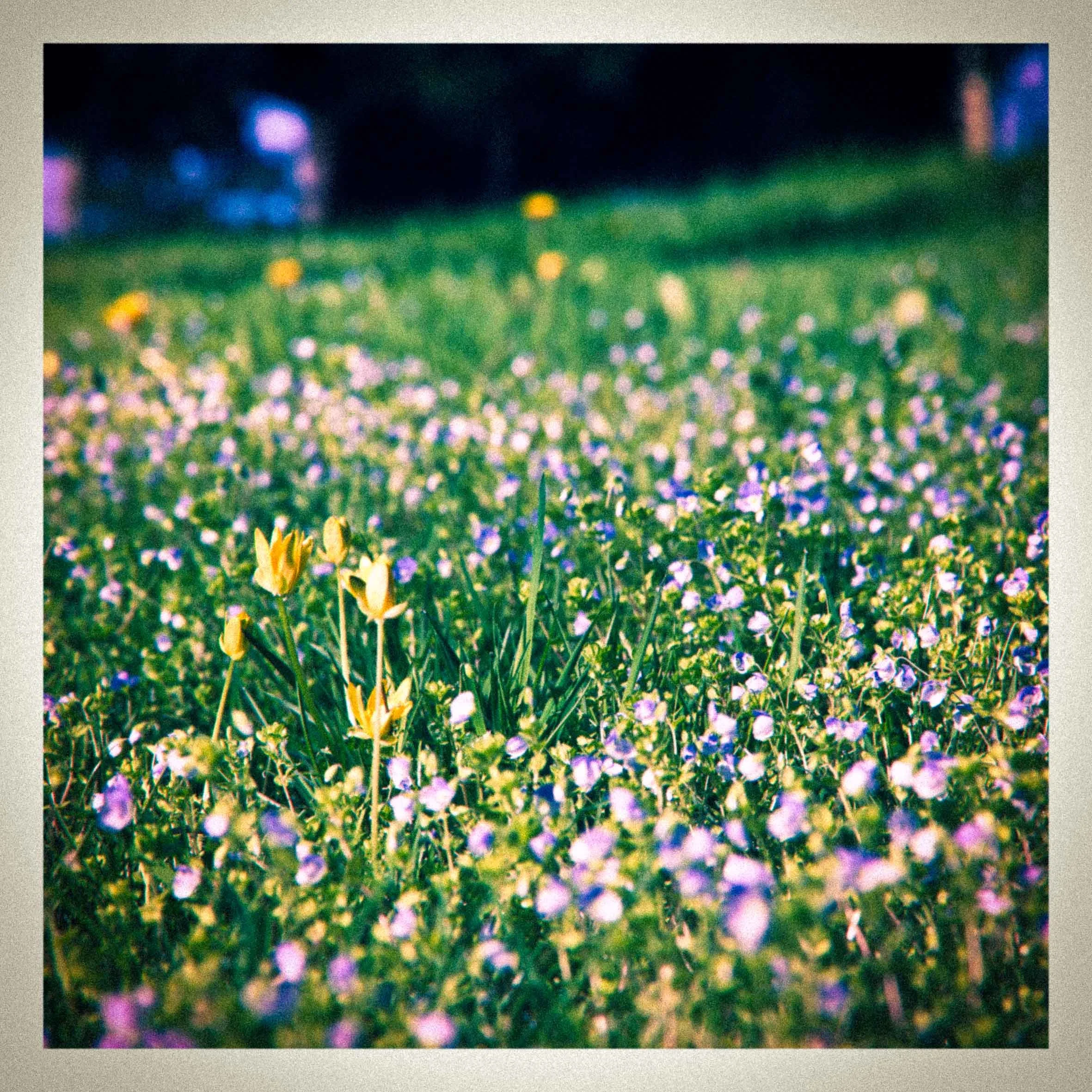 flowerpower.jpg