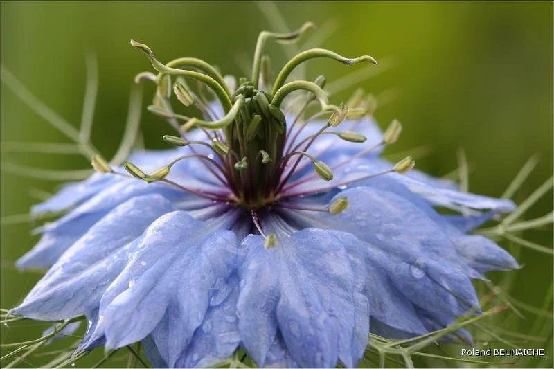 Fleurs du jardin