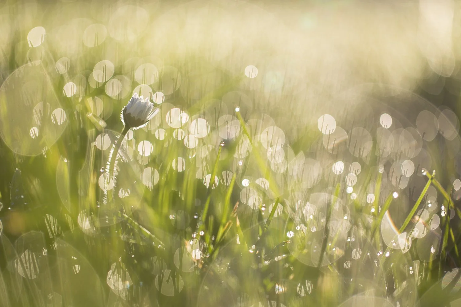 Paquerette, fraiche de la rosee du matin, au soleil levant_li.jpg
