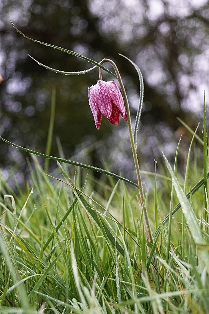 Fritillaire-1.JPG