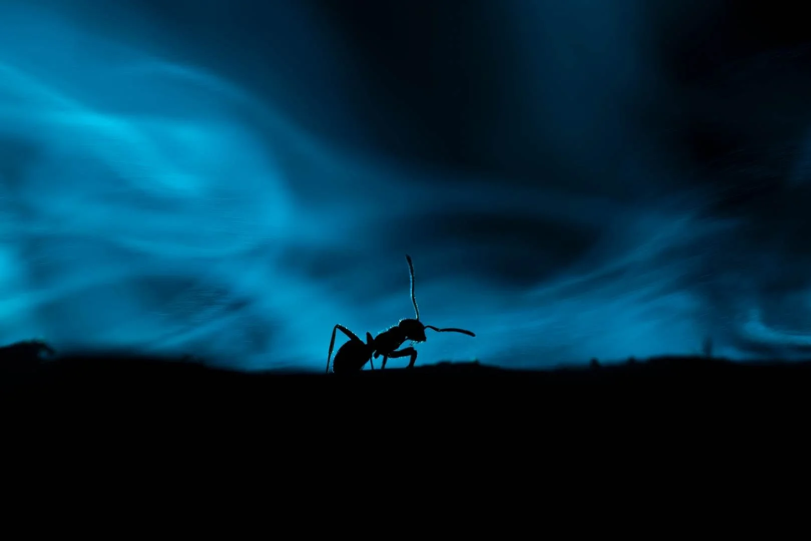 RG_1125_Fourmis01.jpg