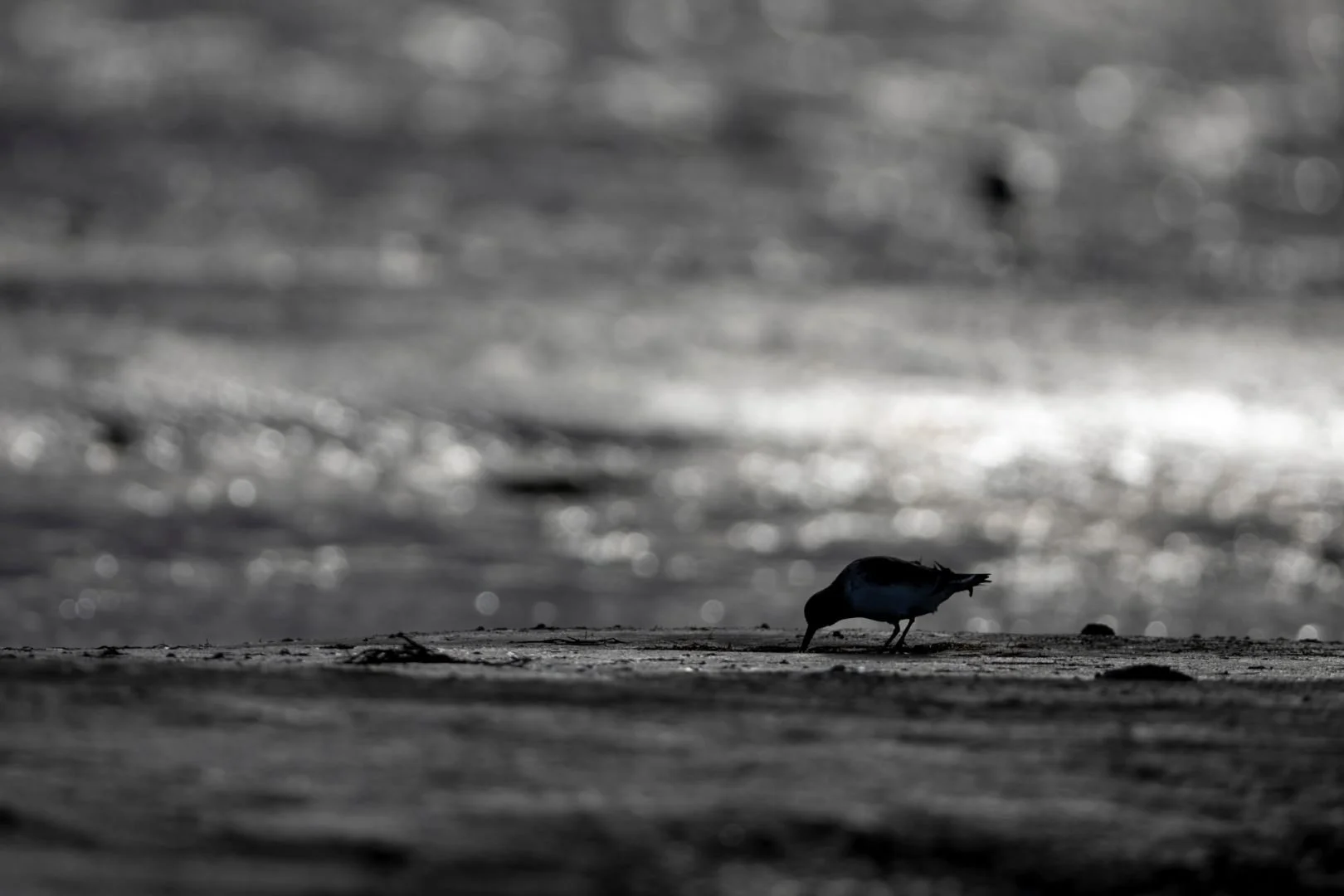 RG_0125_BecasseauSanderling.jpg