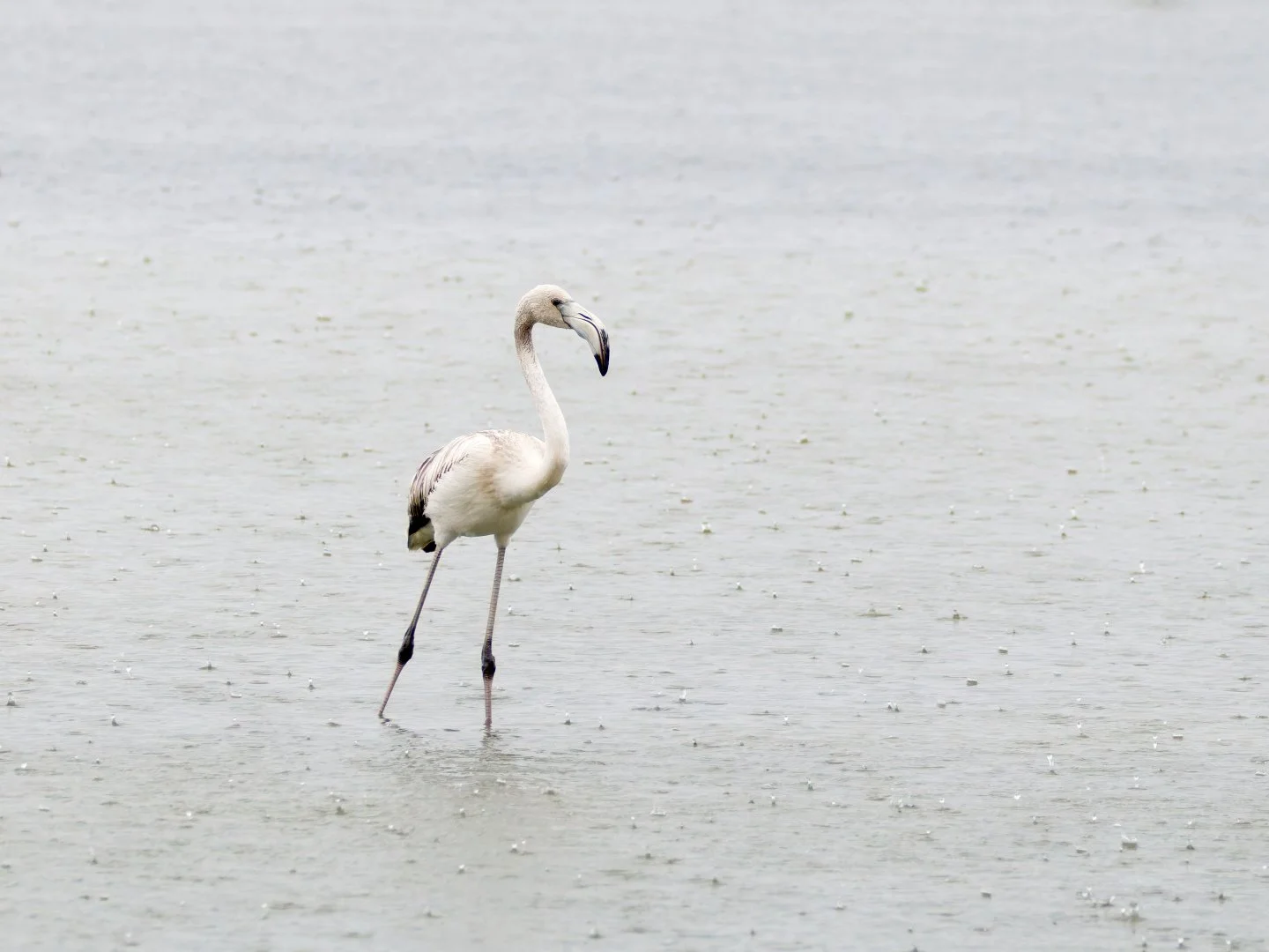 JV-OCT-2025Flamand-Rose-Gruissan-P9210063_DxO.jpg