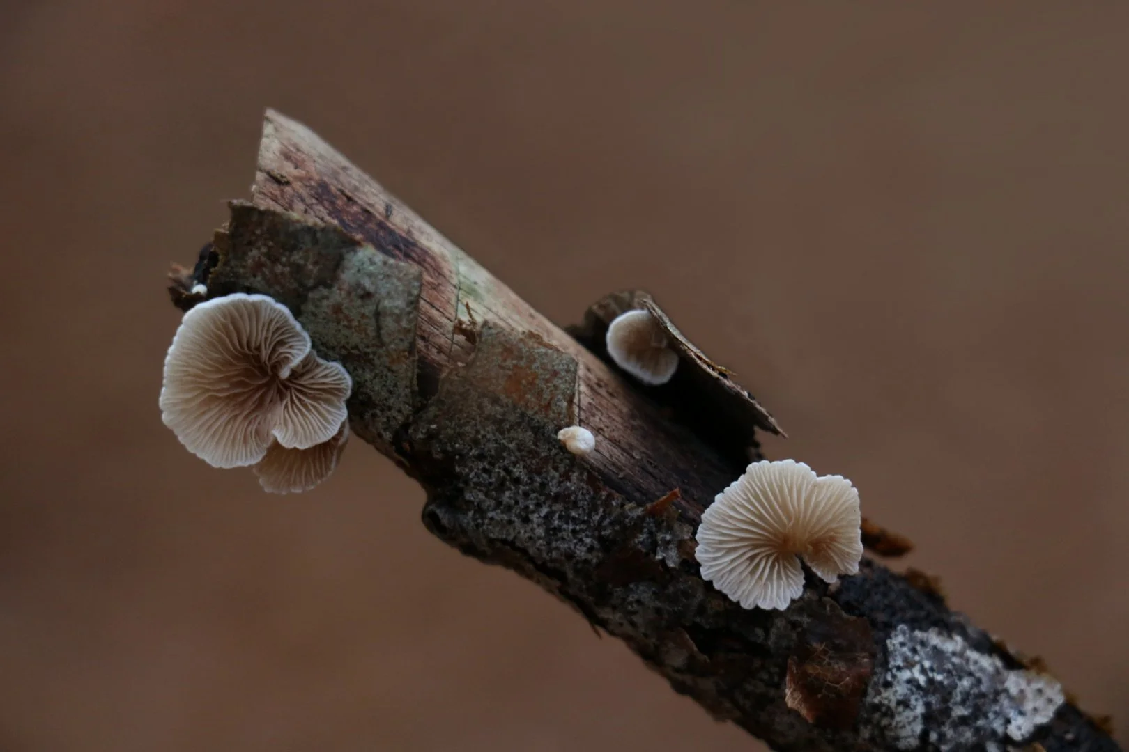 anémones-ou-champignons.jpg
