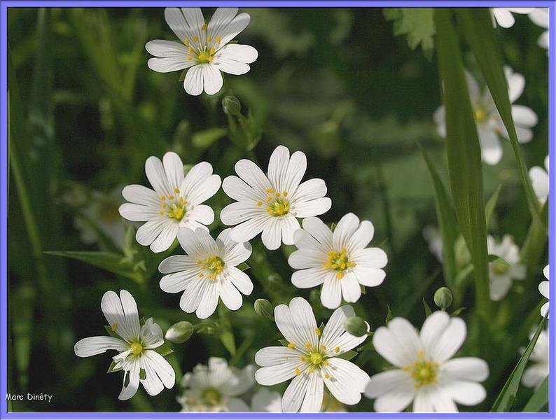 Fleurs sauvages