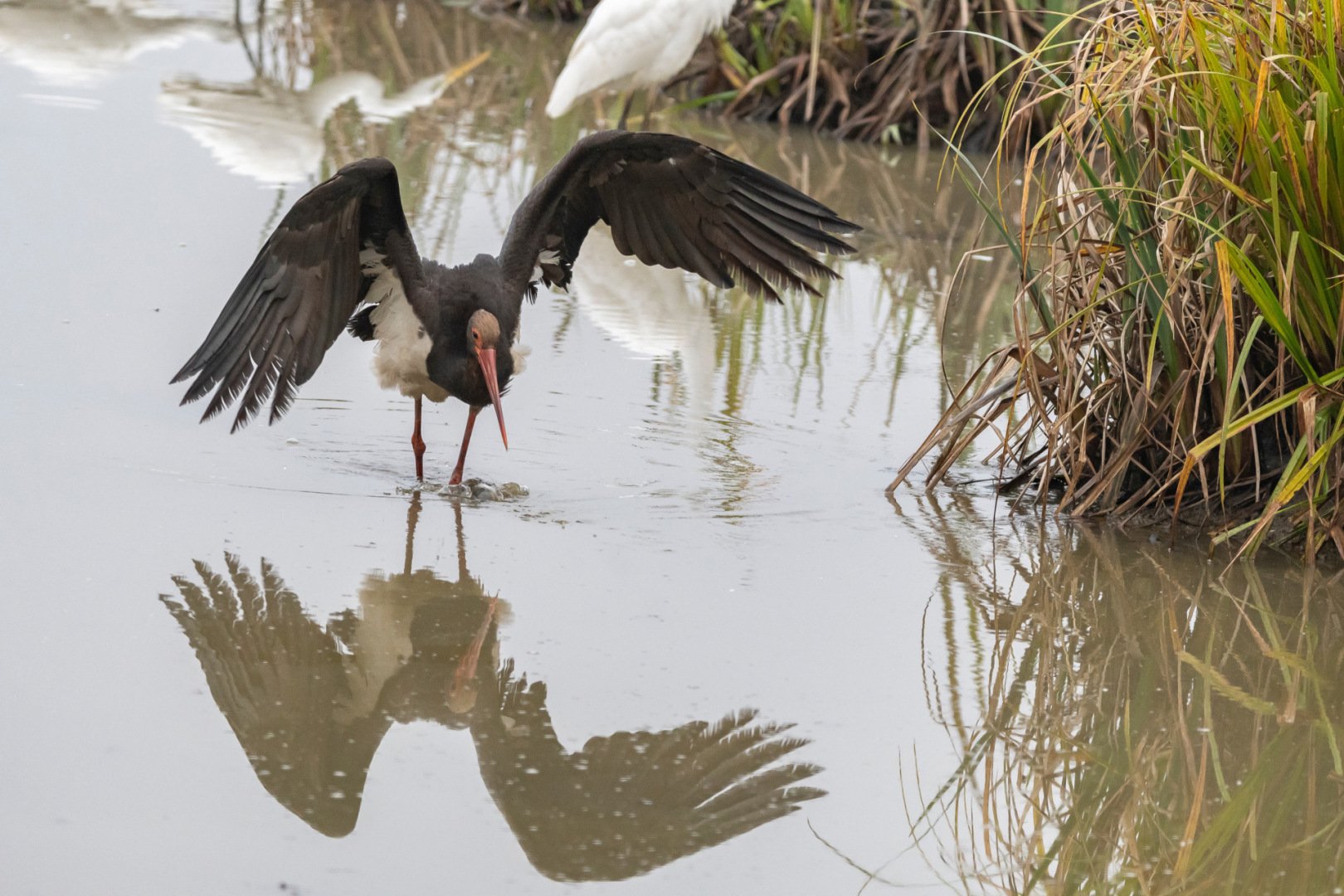 BH112024-3-cigogne-noire.jpg