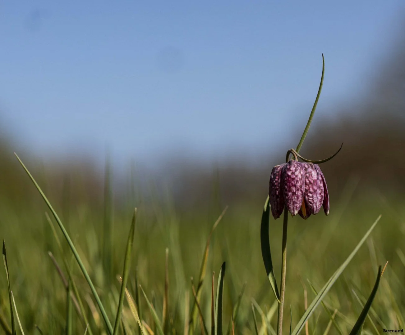 Fritillaires_avril_2021_08.jpg
