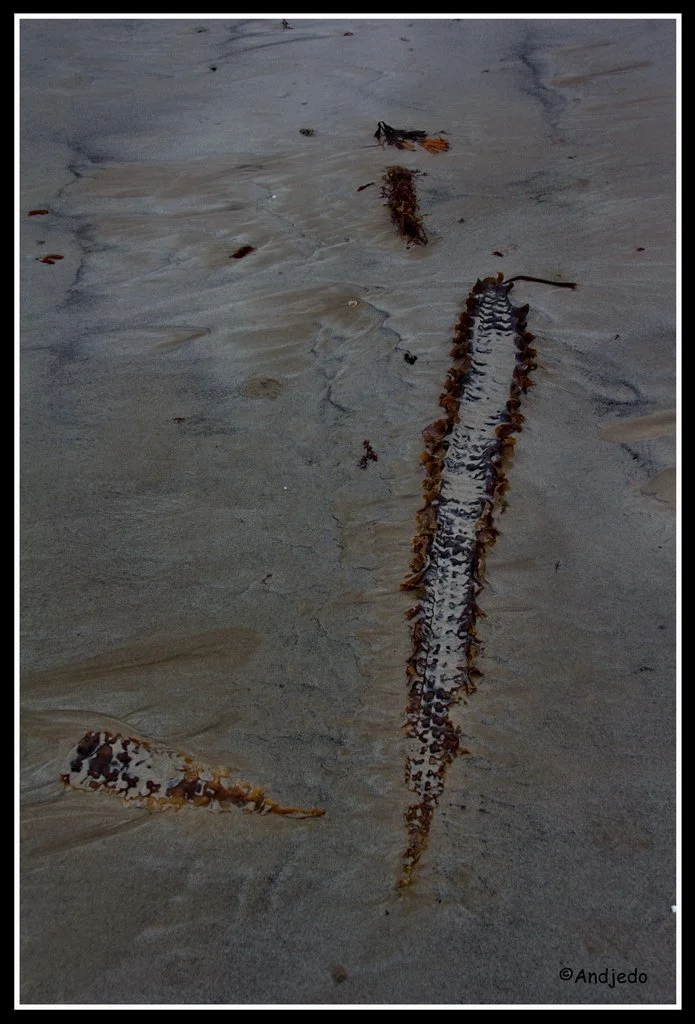 17ParamePlage.jpg