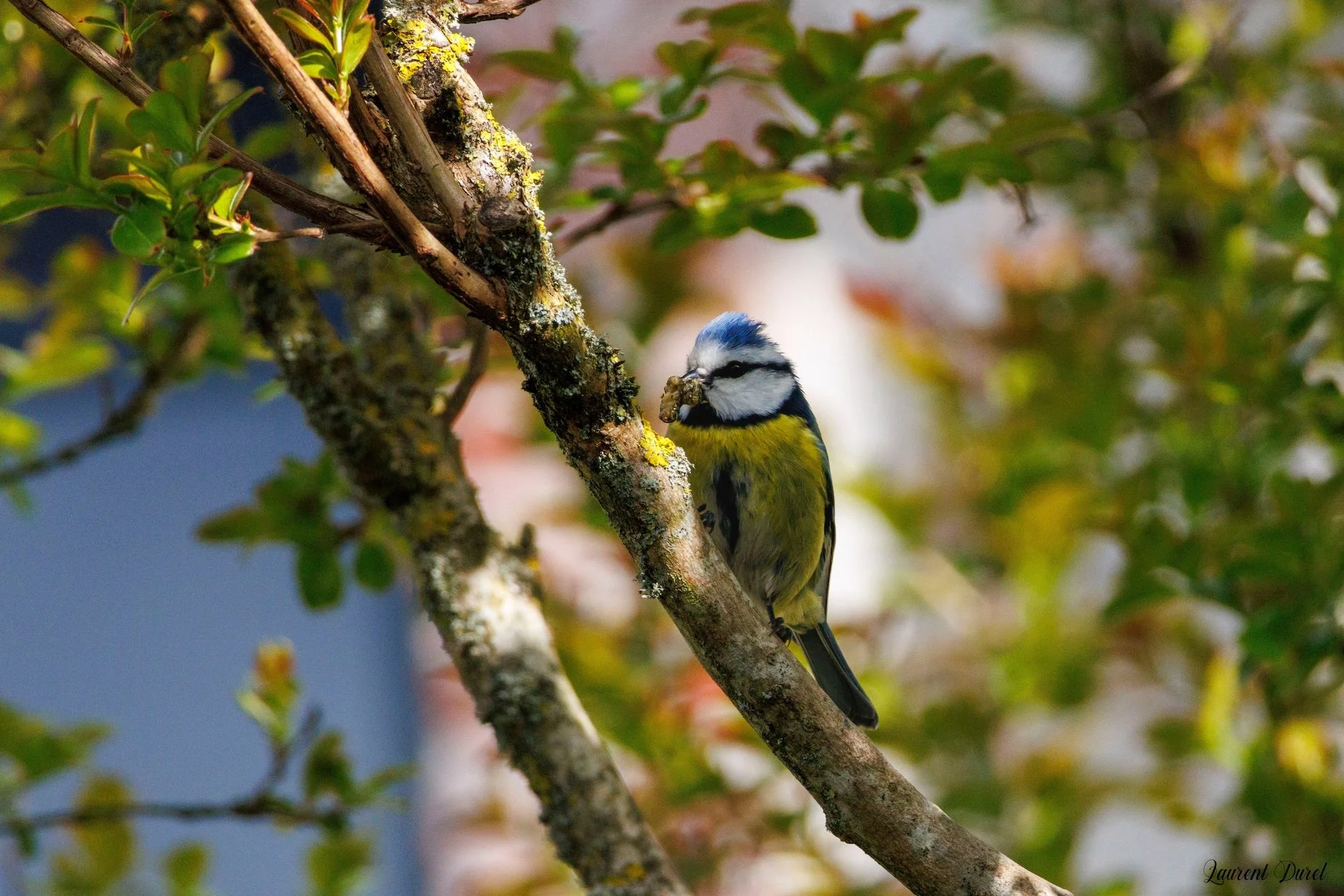 04-26-LD-Mésange bleue.jpg