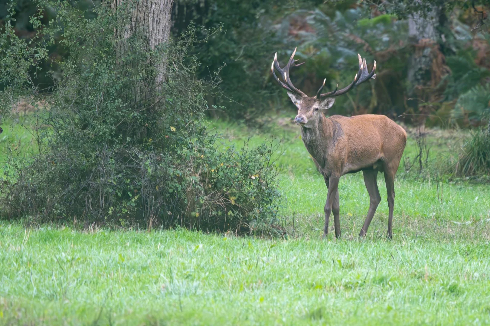 BH092024-1-6-cerf.jpg