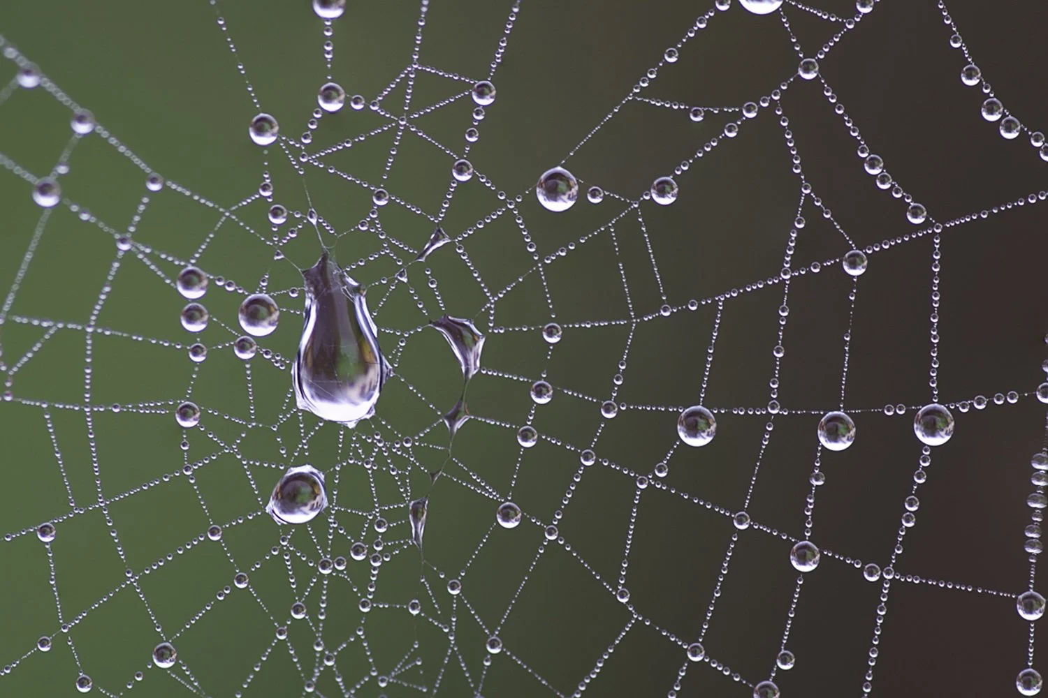 perles_de_pluie_li.jpg