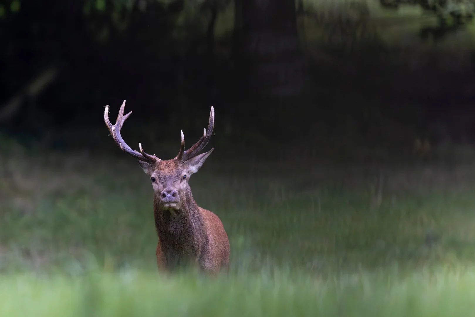 RG_0925_Cerf08.jpg