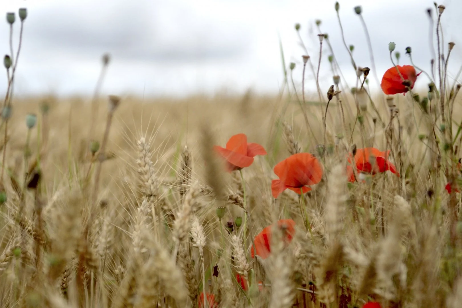 Fleur-des-champs.jpg