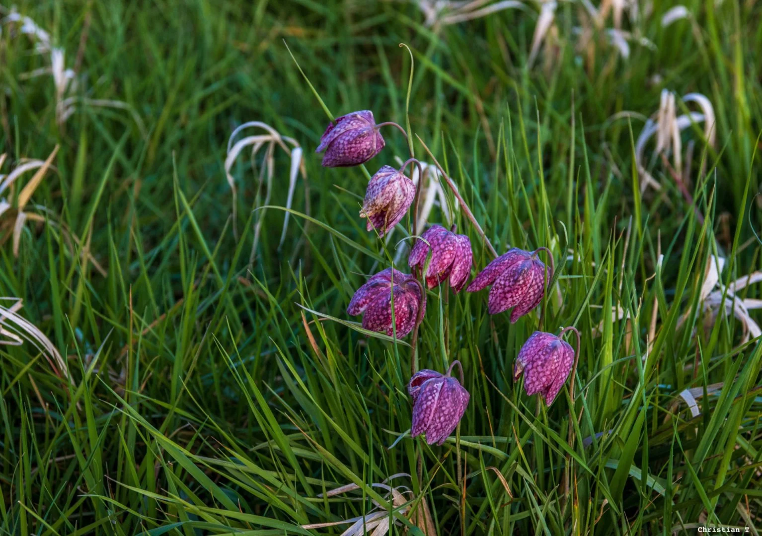 Fritillaires_avril_2021_20.jpg