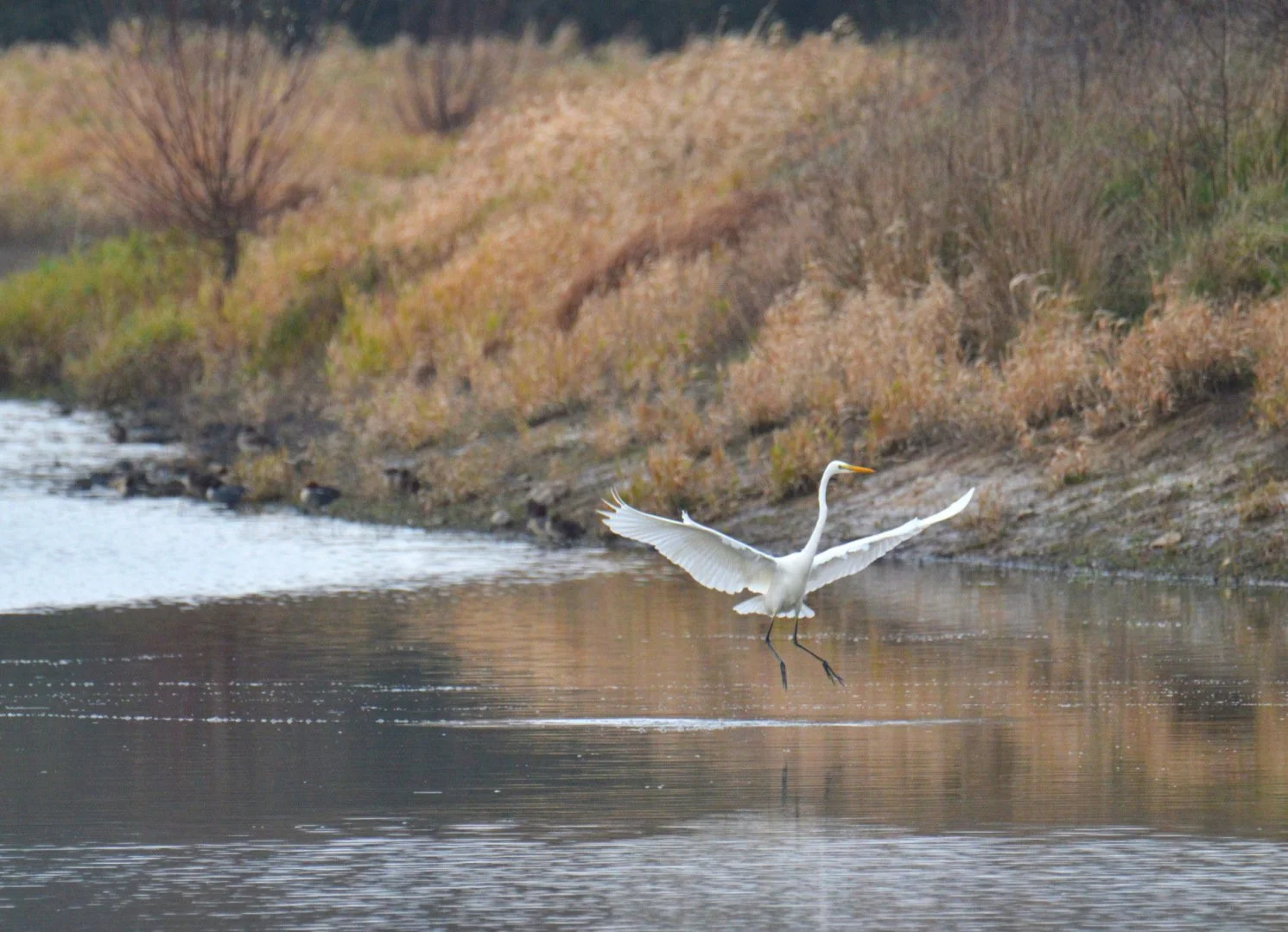 Aigrette_Garzette_03.jpg