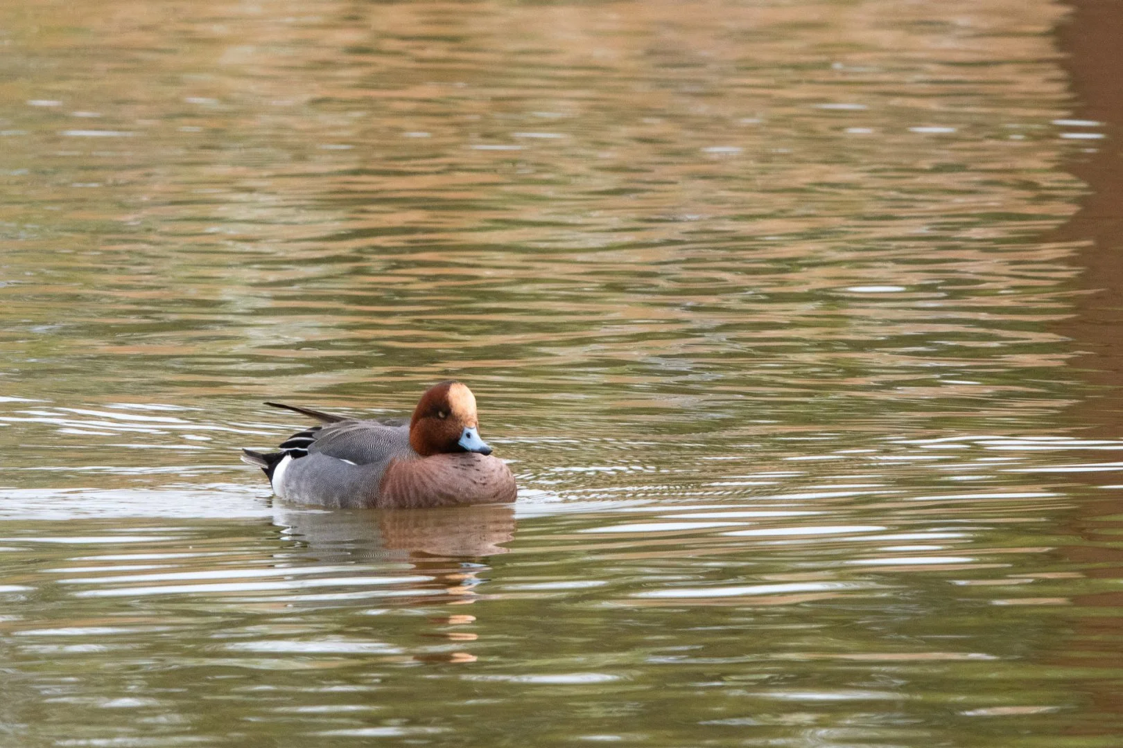 NB04-canard-siffleur.jpg