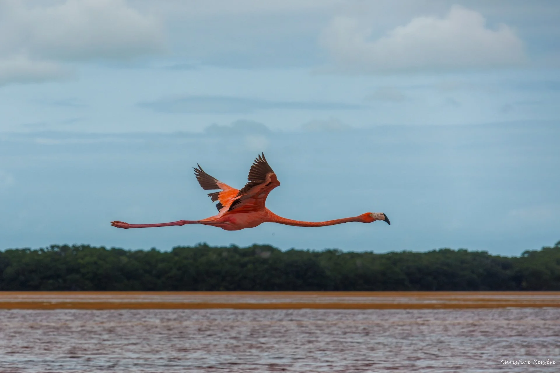 CB-0126-Flamant rose.jpg