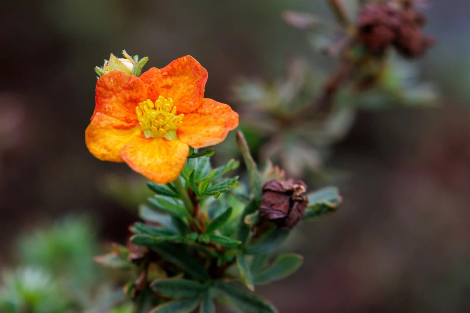 Fleur-darbuste.jpg