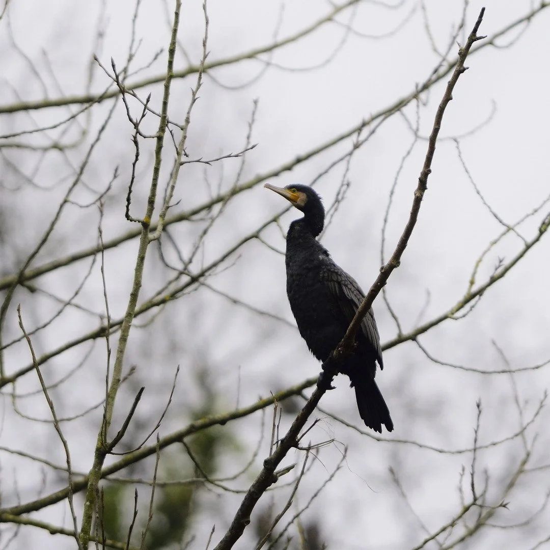 R.P.2021.12-cormoran_DSC2814_04224.jpg