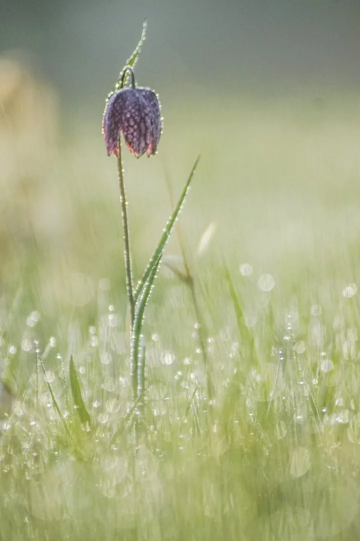 Fritillaires-2019-12.JPG