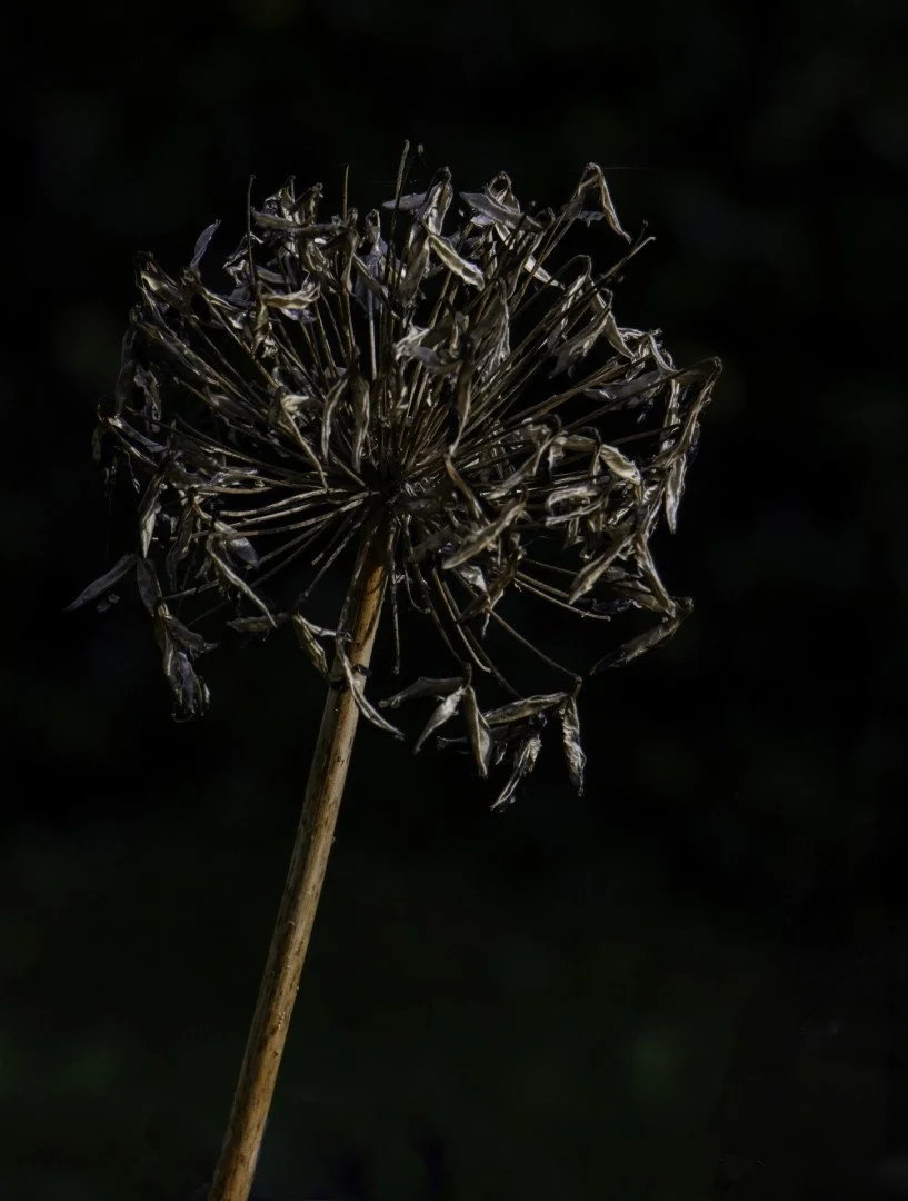 Fleur-Fanee.jpg